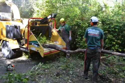 tree services South Taft